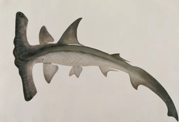 Eeoo Tando, aus Zeichnungen von Fischen von Malakka, ca. 1805-18